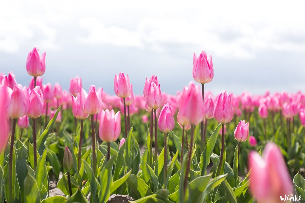 Tulpenvelden - Wimke 