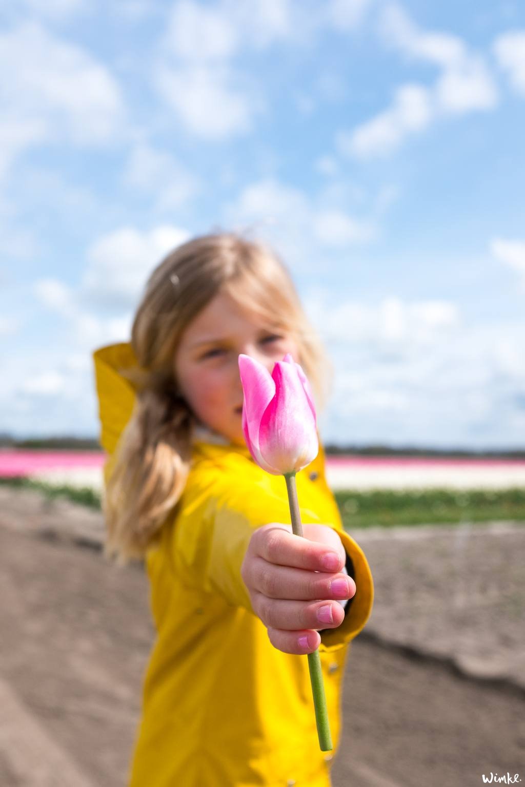 Tulpenvelden - Wimke 