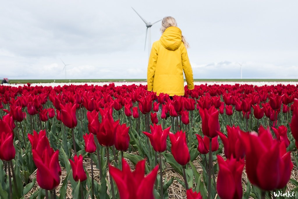 Tulpenvelden - Wimke 