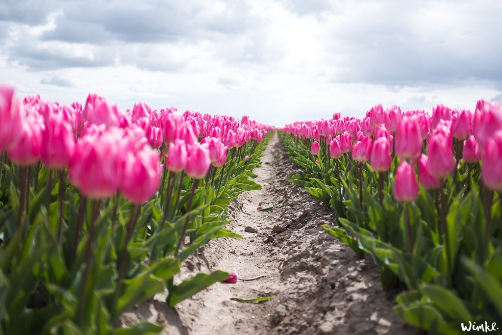 Tulpenvelden - Wimke 