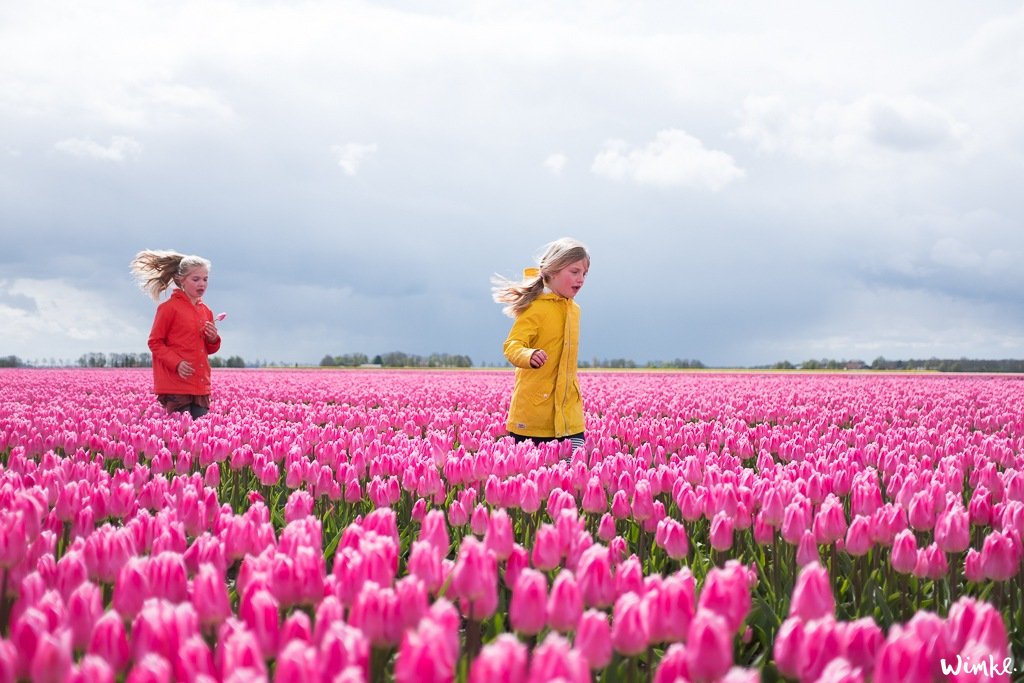 Tulpenvelden - Wimke 