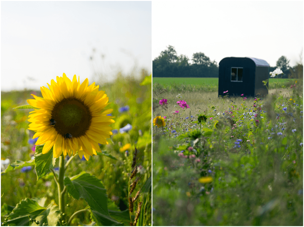 Kamperen in Friesland - wimke.nl