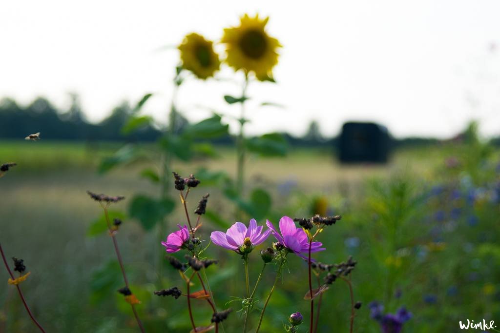 Kamperen in Friesland - wimke.nl