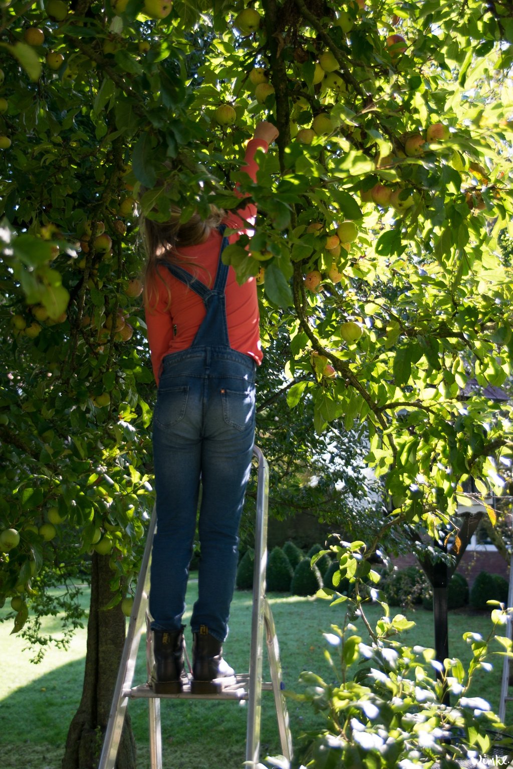 Van een mand geplukte appels maak je een appelclafoutis