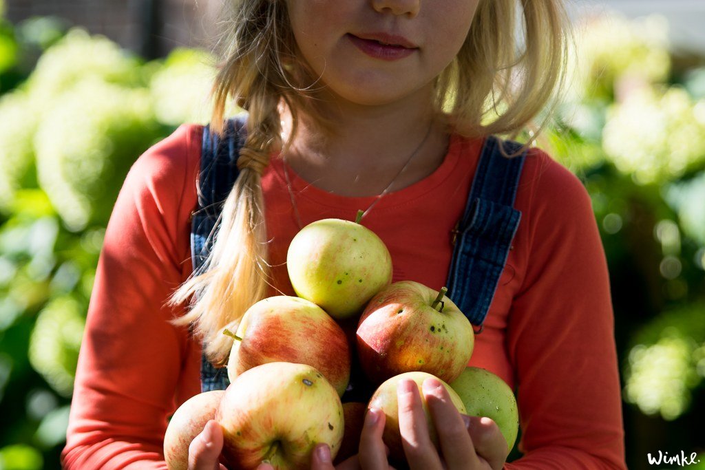 Van een mand geplukte appels maak je een appelclafoutis - wimke.nl