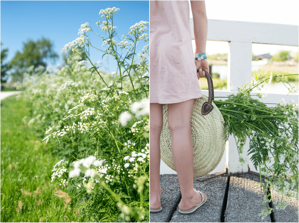 Tongerblommen - www.wimke.nl