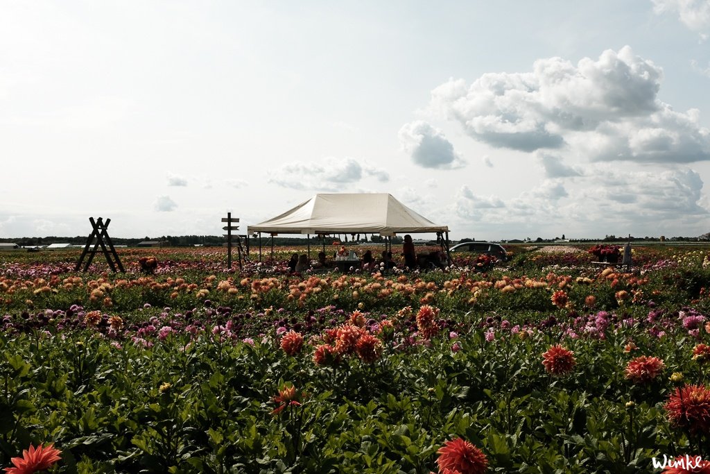 Lunchen tussen de dahlia's van FAM Flower Farm - www.wimke.nl