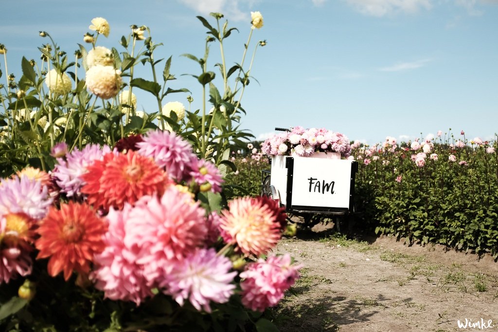 Lunchen tussen de dahlia's van FAM Flower Farm - www.wimke.nl