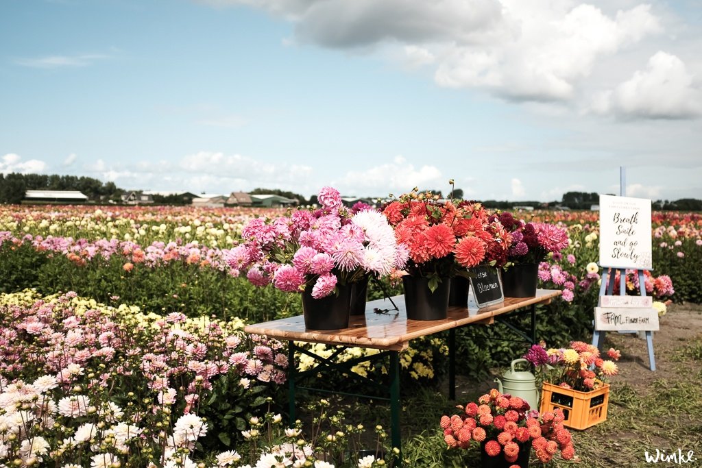 Lunchen tussen de dahlia's van FAM Flower Farm - www.wimke.nl