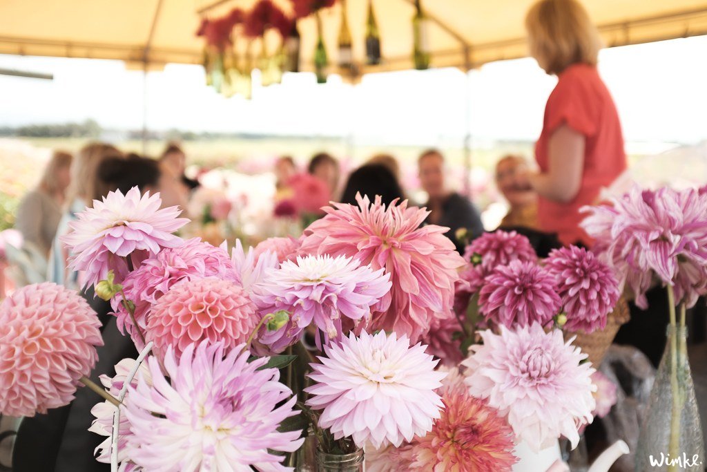 Lunchen tussen de dahlia's van FAM Flower Farm - www.wimke.nl