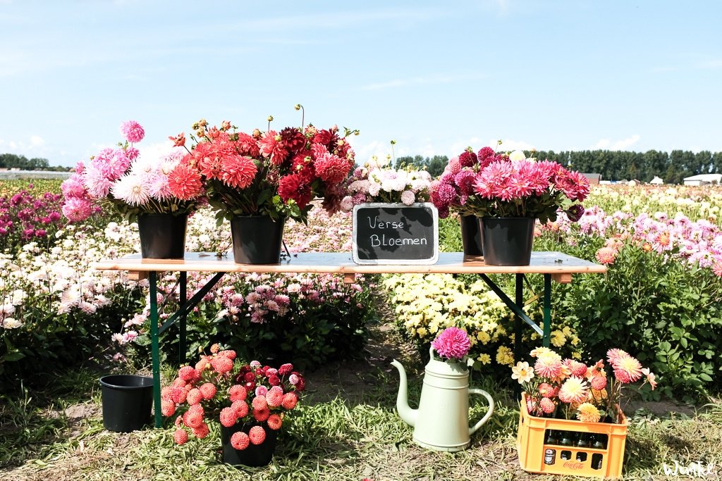 Lunchen tussen de dahlia's van FAM Flower Farm - www.wimke.nl