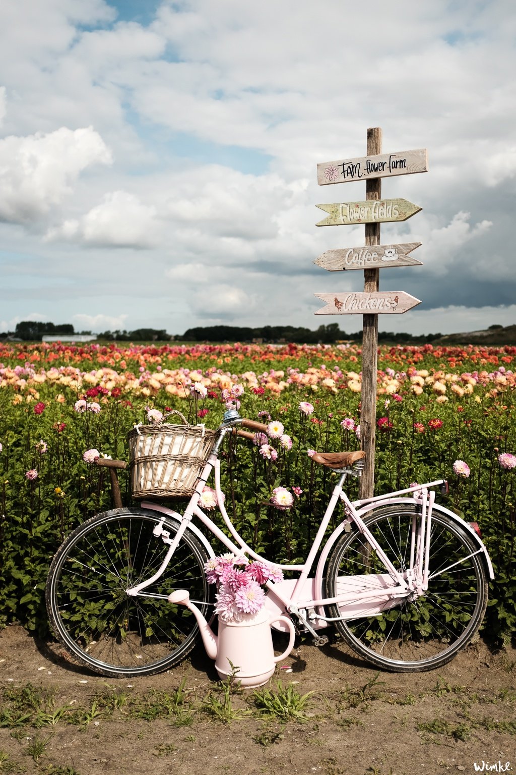 Lunchen tussen de dahlia's van FAM Flower Farm - www.wimke.nl