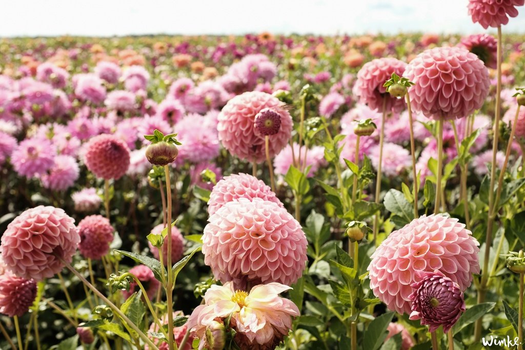 Lunchen tussen de dahlia's van FAM Flower Farm - www.wimke.nl