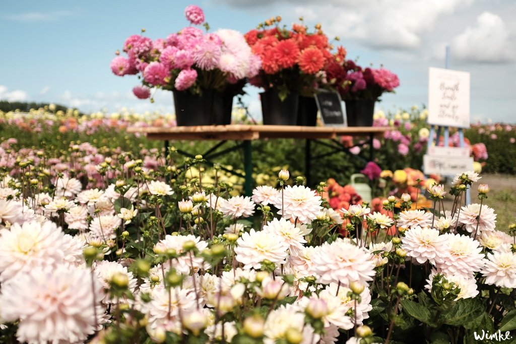 Lunchen tussen de dahlia's van FAM Flower Farm - www.wimke.nl