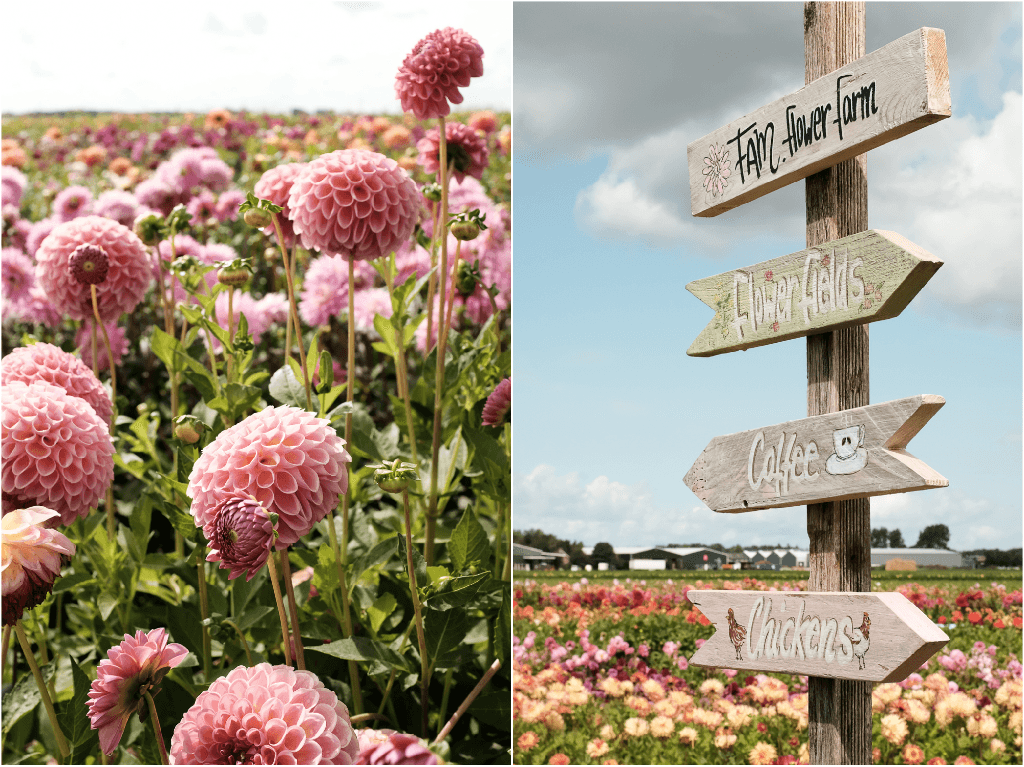 Lunchen tussen de dahlia's van FAM Flower Farm - www.wimke.nl