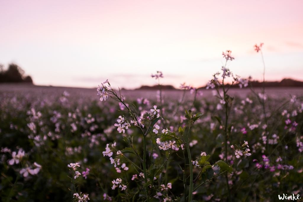 Hygge op Funen, een blog vol tips voor een vakantie naar Denemarken wimke.nl